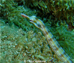 Close up of a really small pipefish in Marsa Alam,Egypt by Tanja Hofmann 